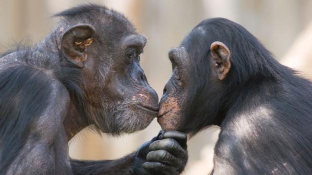 AC5AWG A male and a female chimpanzee (Pan troglodytes) looking deeply in each others eyes