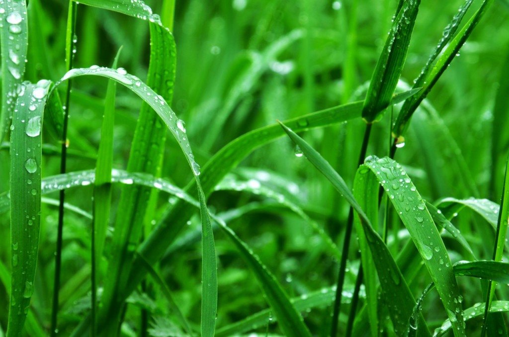grass-rain-drops-83249